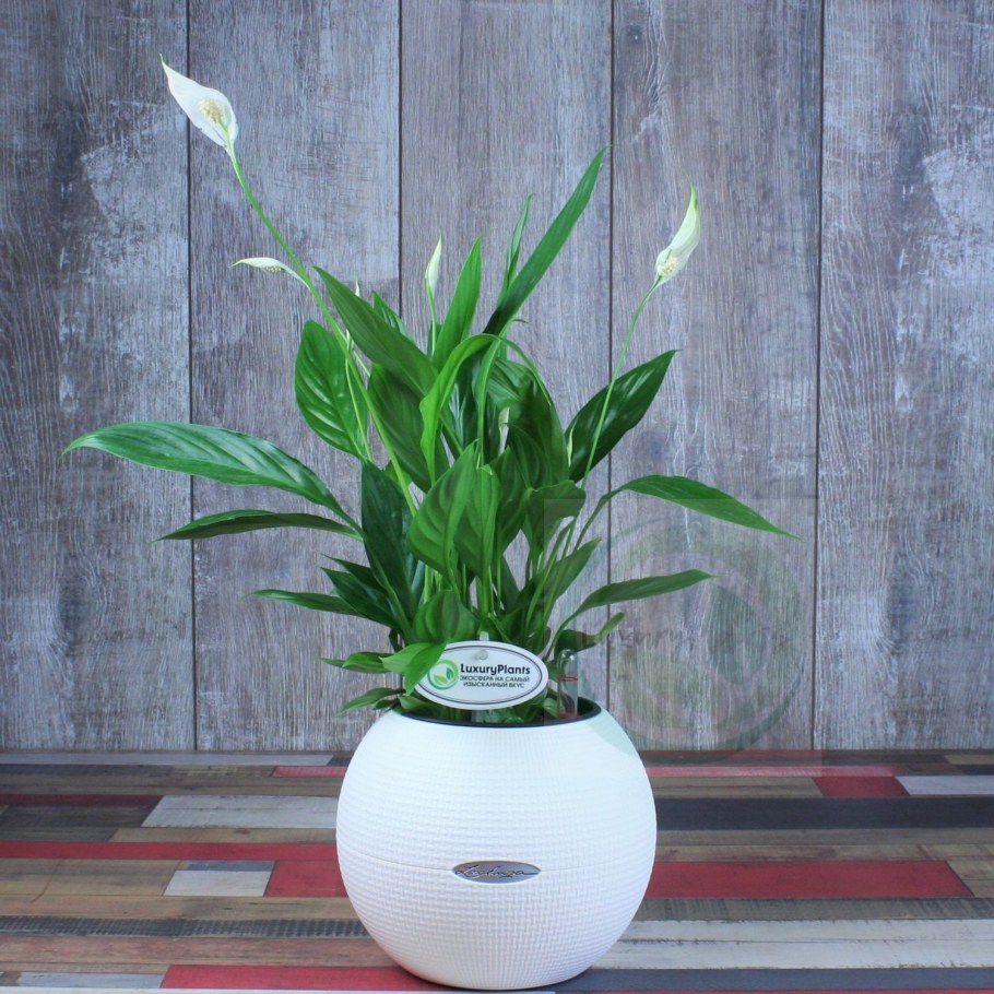 Puro 20 Lechuza белое