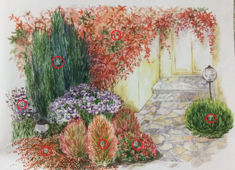 Схема миксбордера непрерывного цветения