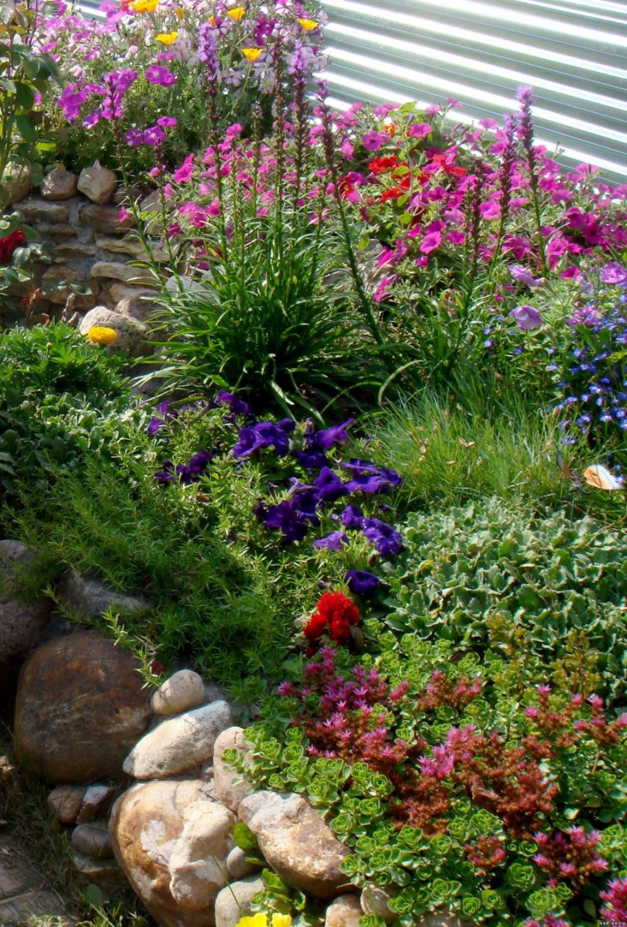 Астранция в миксбордере