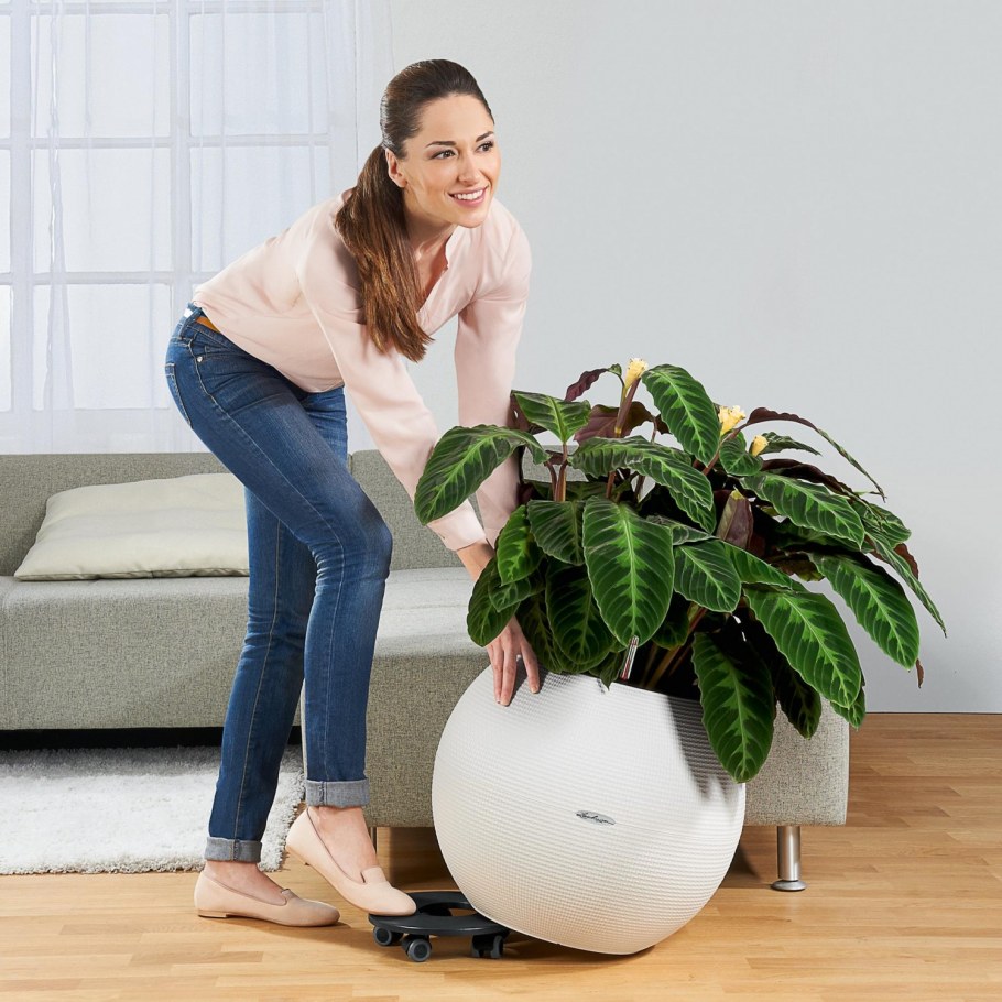 Лечуза puro 50