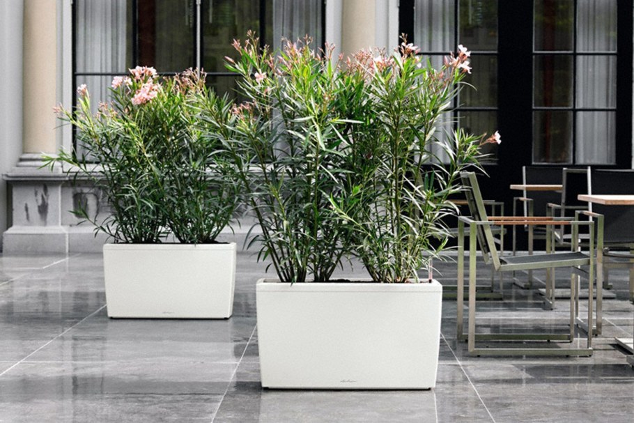 Кашпо Lechuza Cararo