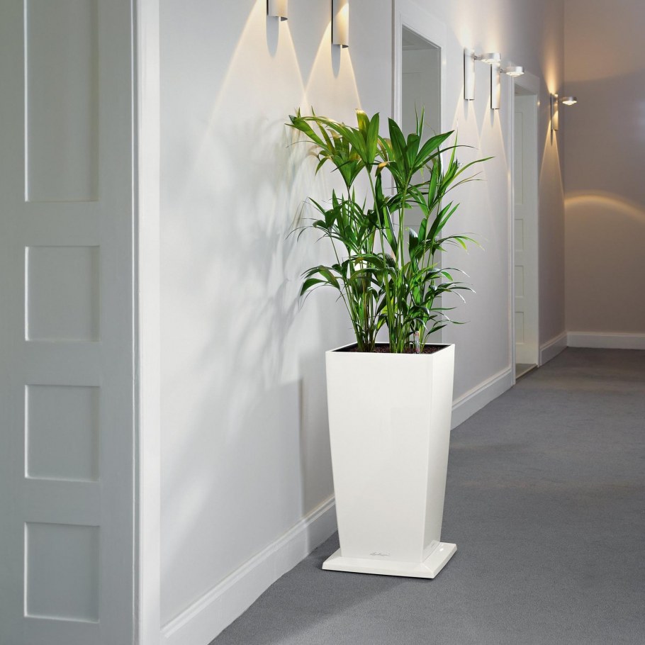 Лечуза Кубико белый