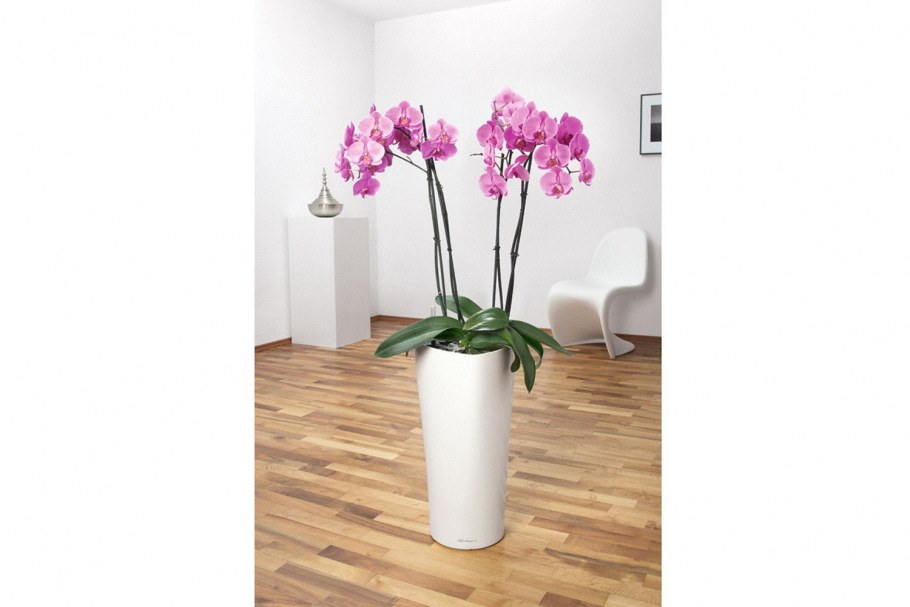 Спатифиллум полив растения