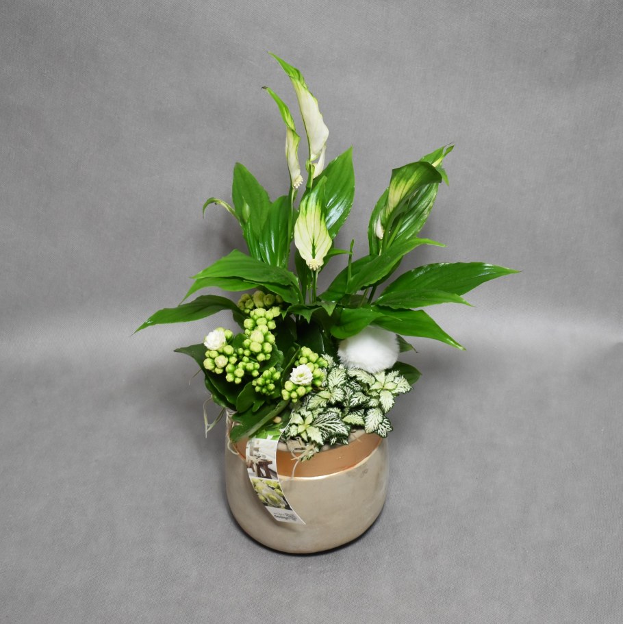 Композиции фиттония каланхоэ