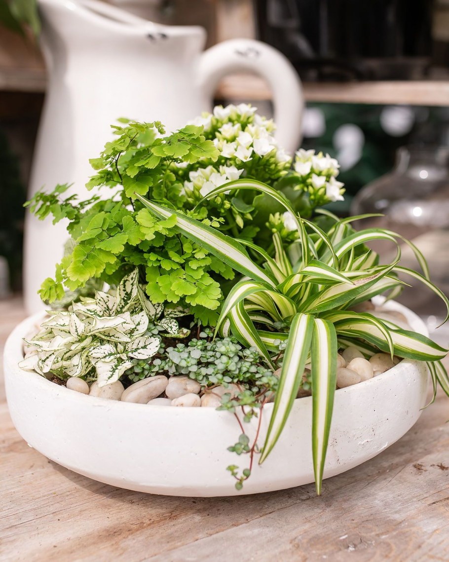 Композиции из комнатных растений