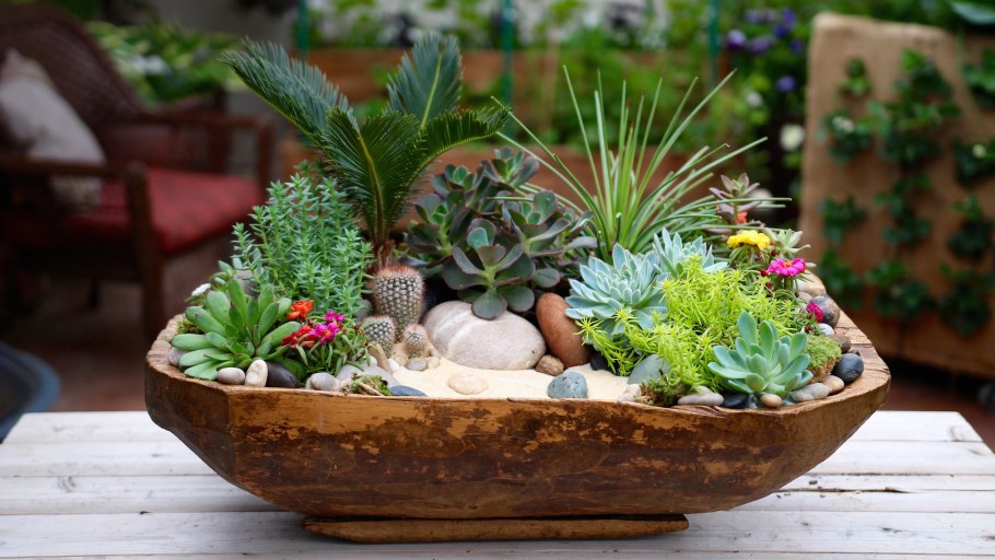 Суккулентный садик