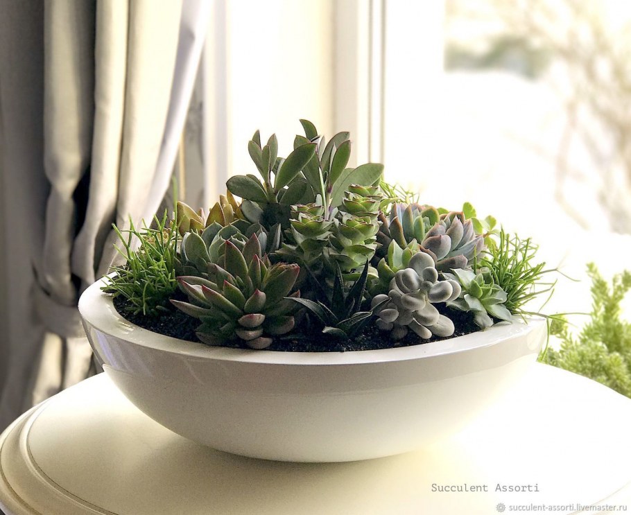 Композиции с суккулентами в белом кашпо