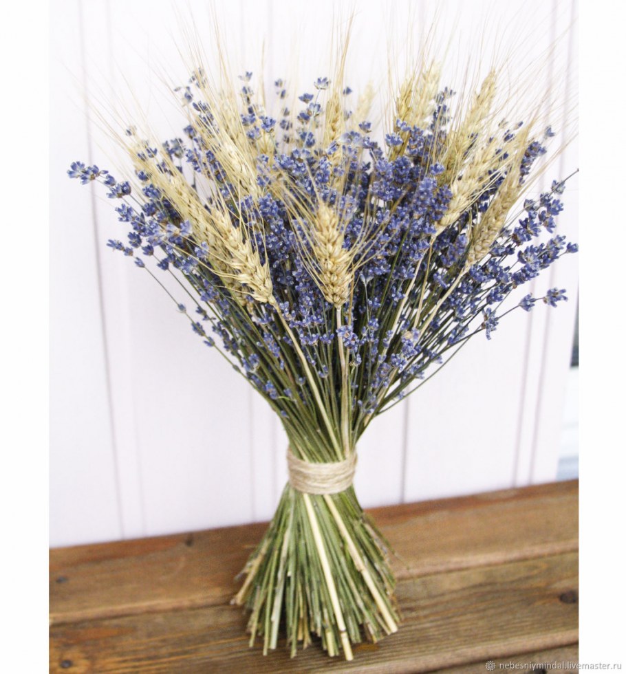 Лагурус сухоцвет семена