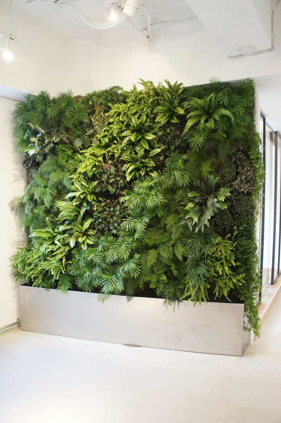 Фитостена Эпипремнум