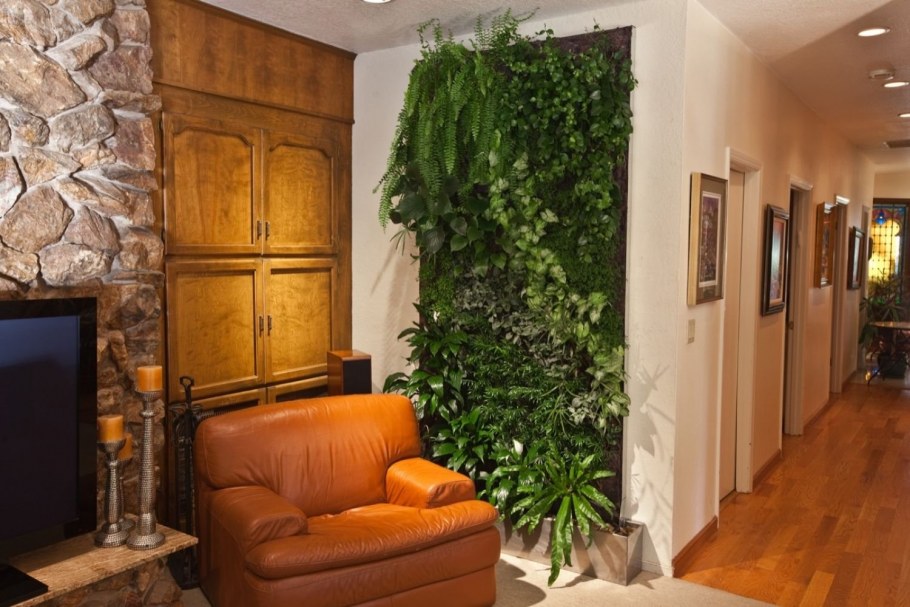 Хлорофитум вертикальное Озеленение