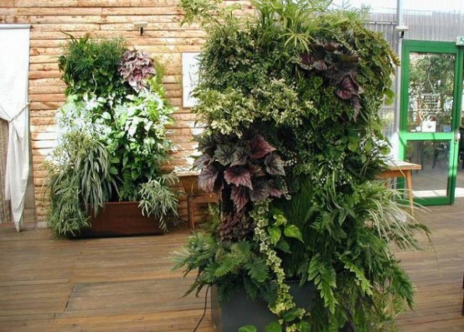 Фитостена тропики