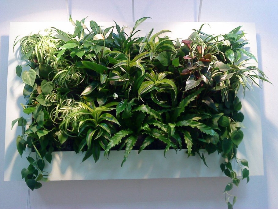 Фитостена Эпипремнум