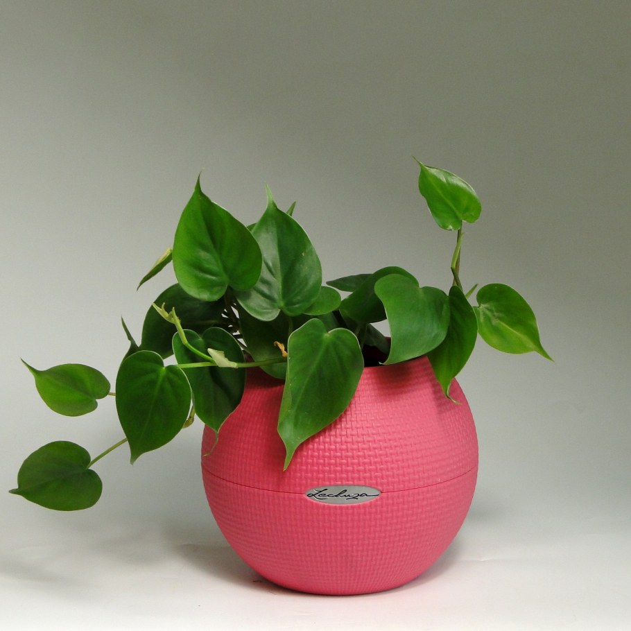 Филодендрон Лечуза