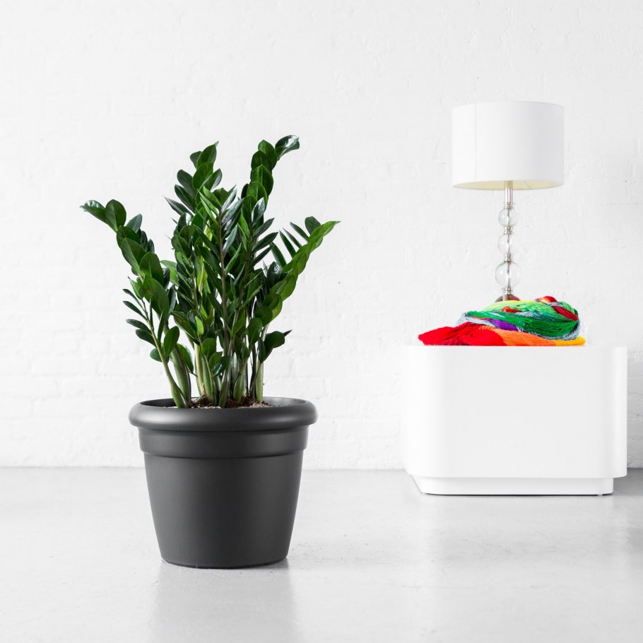 Замиокулькас + Lechuza