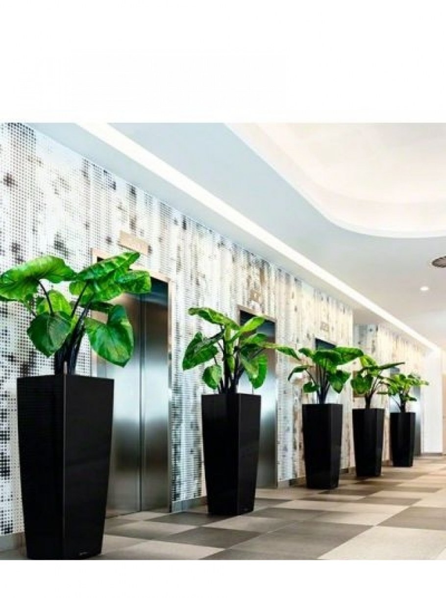 Лечуза Альто