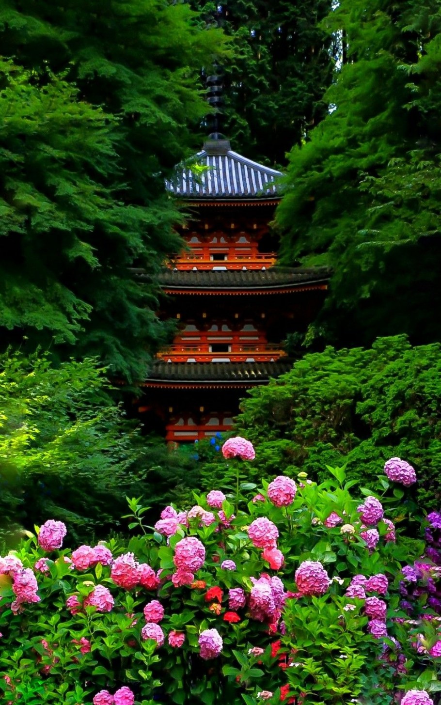 Японский сад Киото