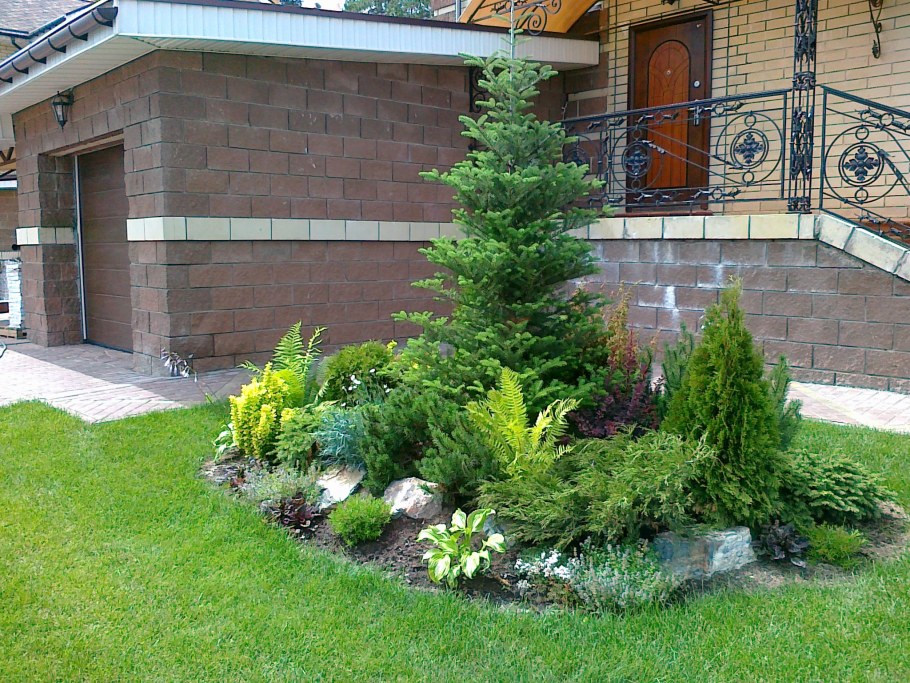 Туи Даника около крыльца