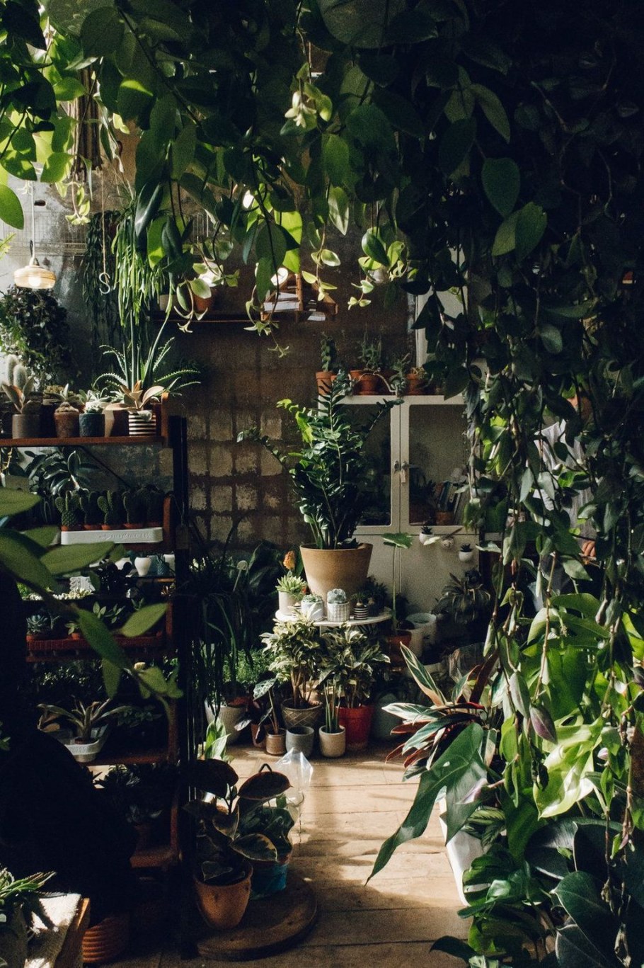 Комнатные цветы оранжерея