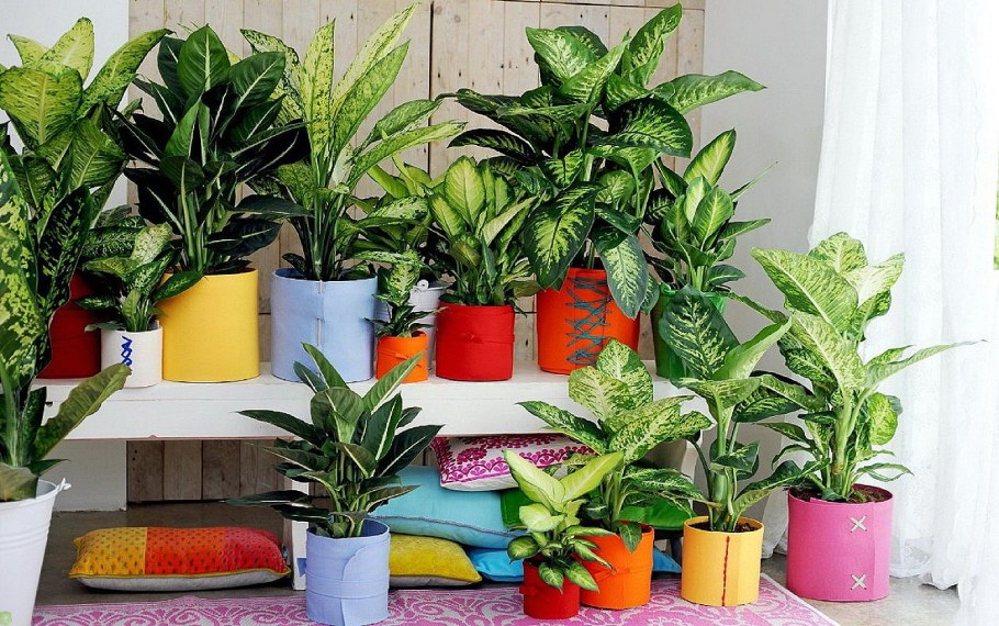 Эфенбахен дом цветок