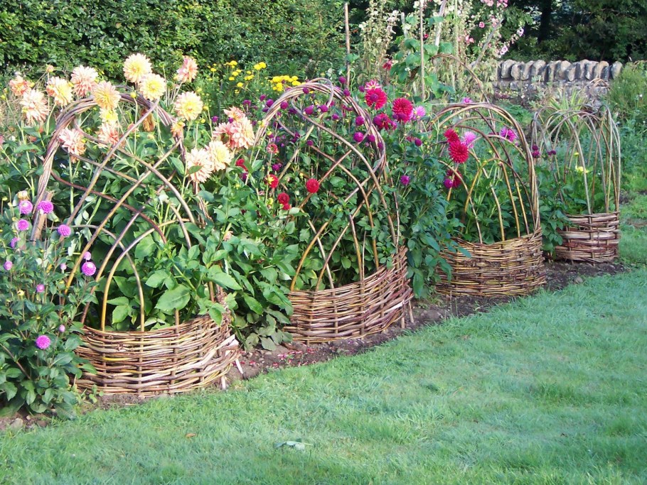 Ива Живая изгородь