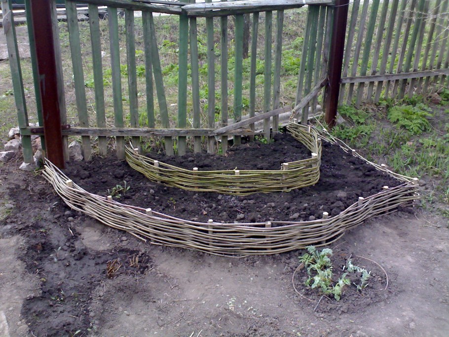 Приствольный круг смородины