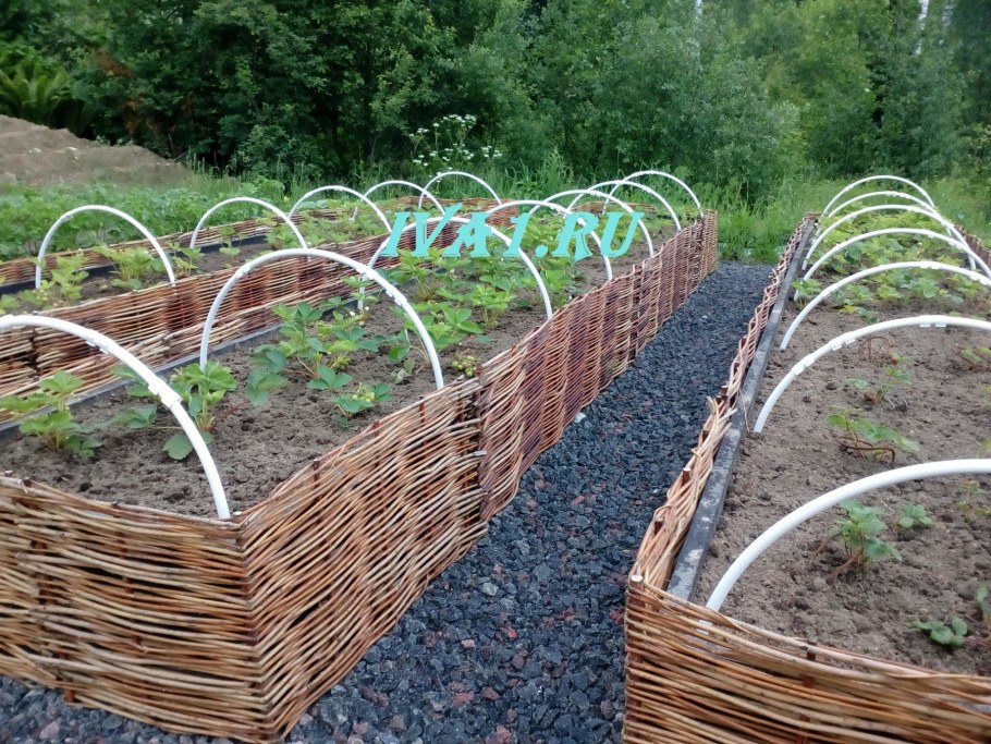 Ива плакучая плетеная