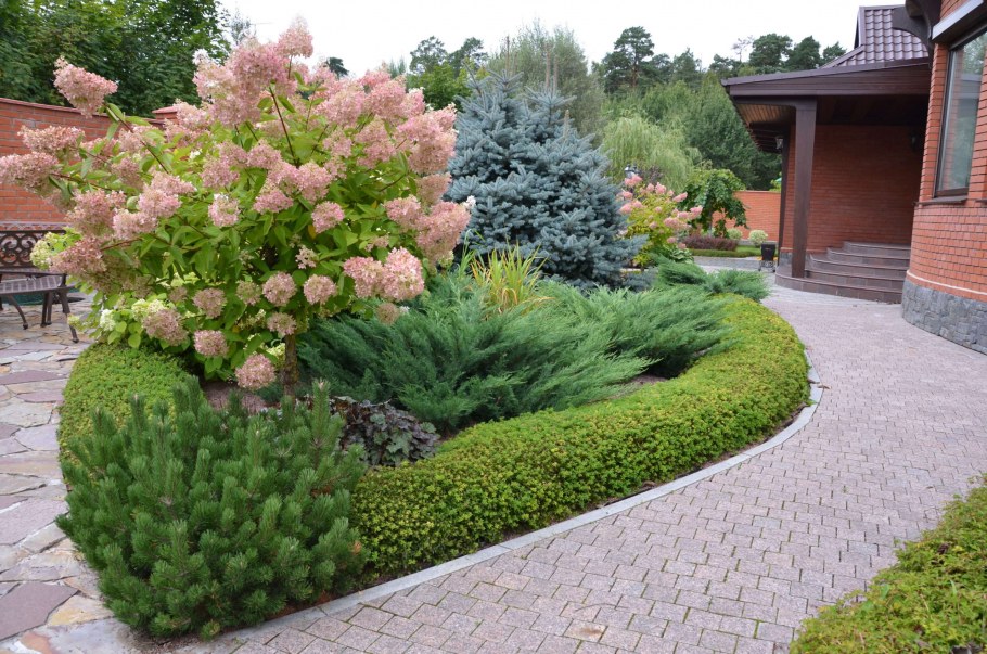 Клумба хвойники гортензии Барбарис