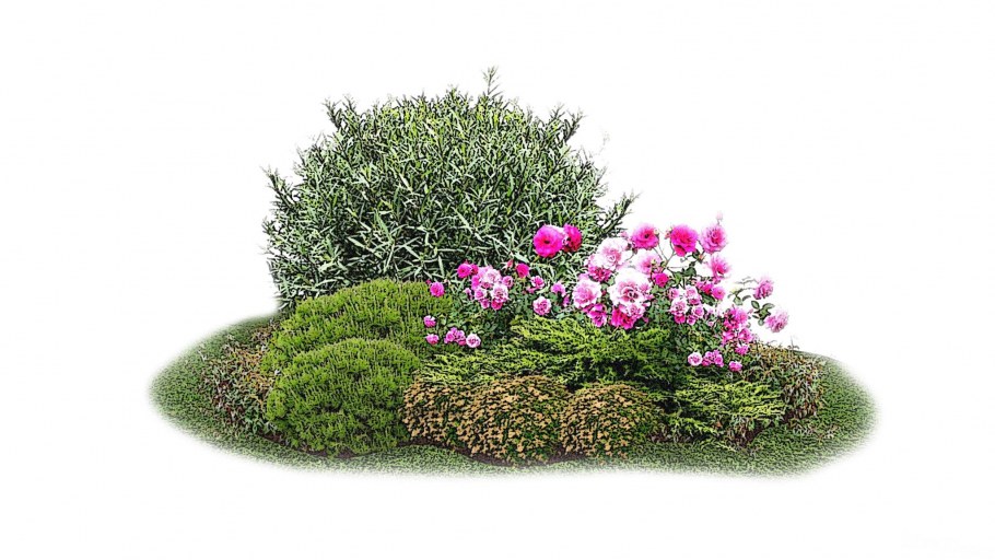 Ива пурпурная Нана в композиции