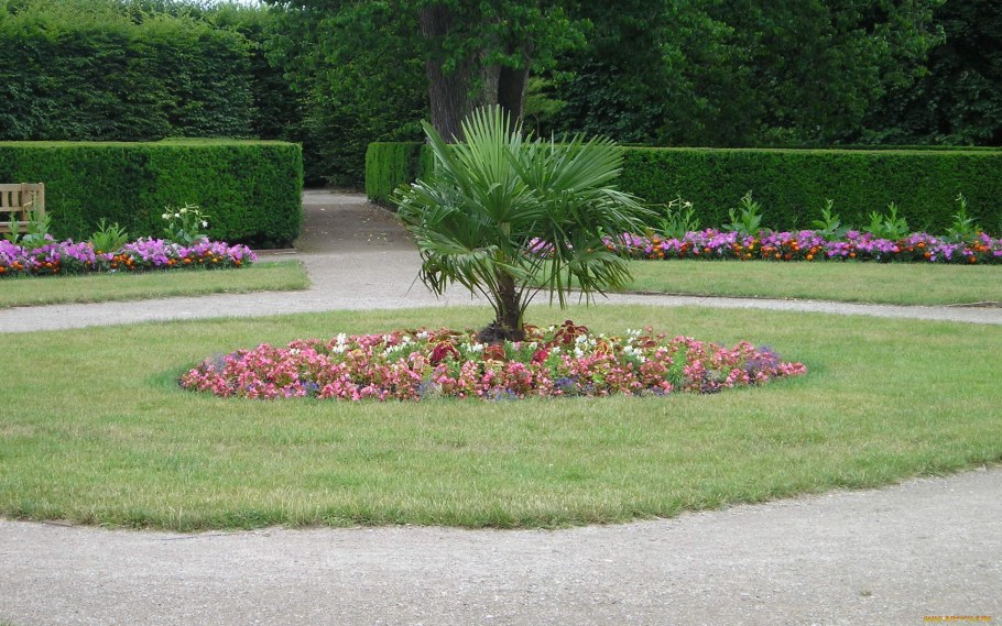 Клумба Пальма клумба Пальма клумба