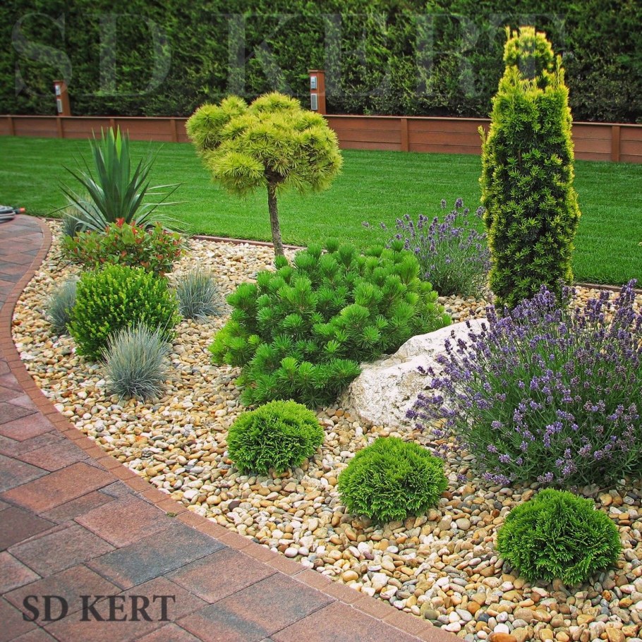 Туя Даника на клумбе