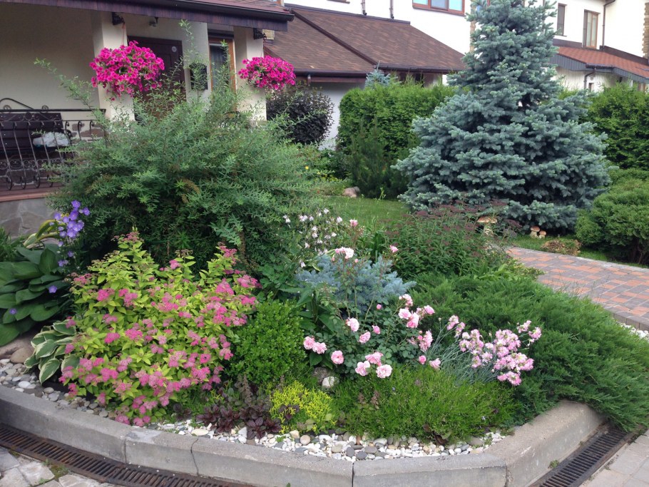 Лапчатка в миксбордерах