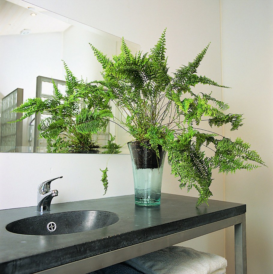 Папоротник нефролепис в интерьере