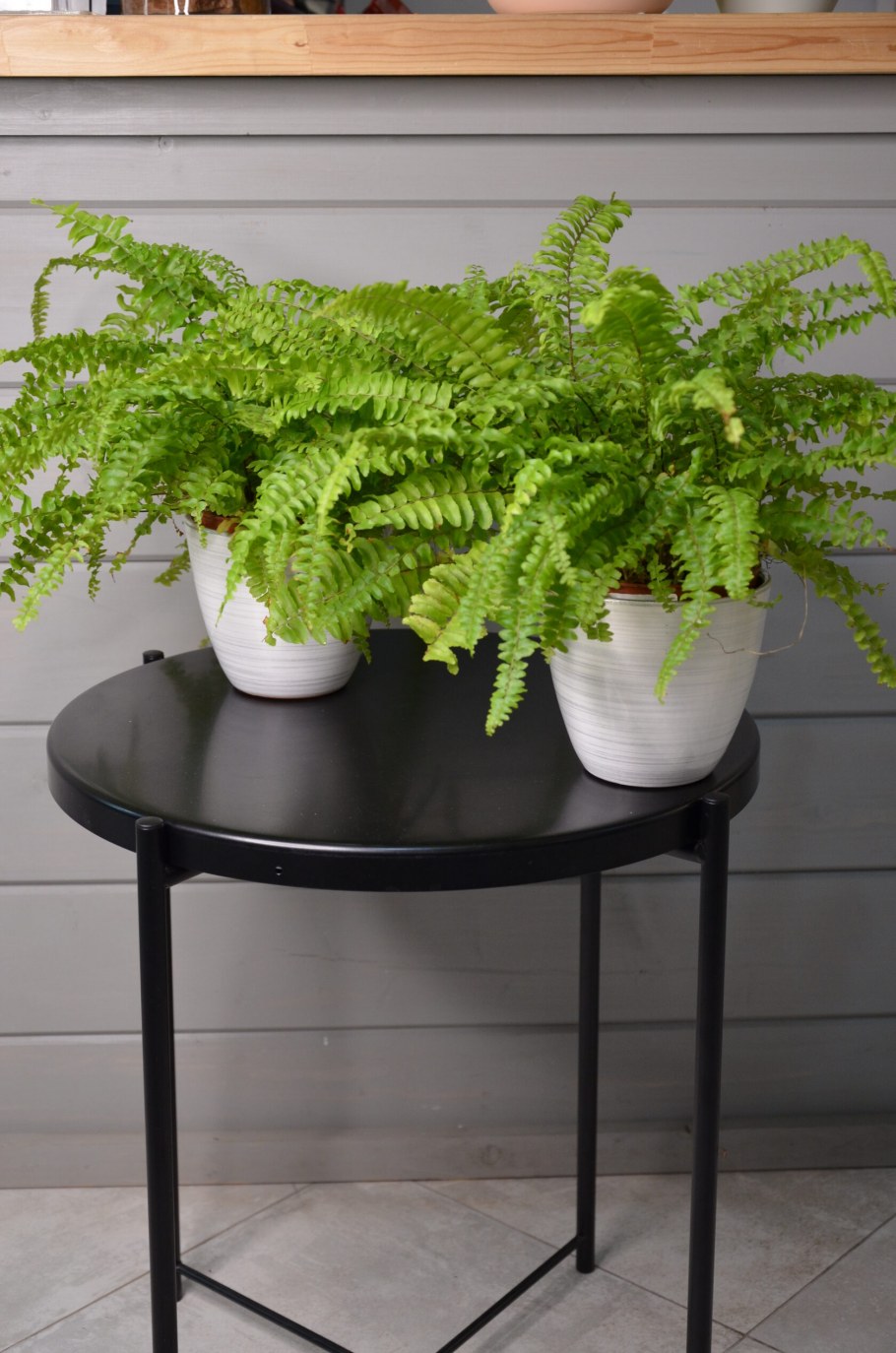 Нефролепис Глориоза