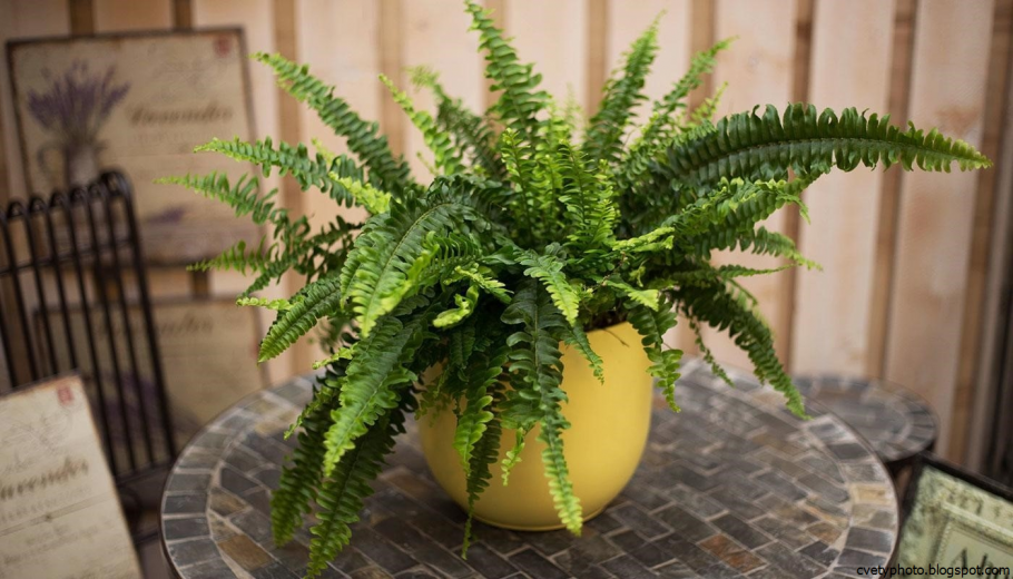 Блочная давалия