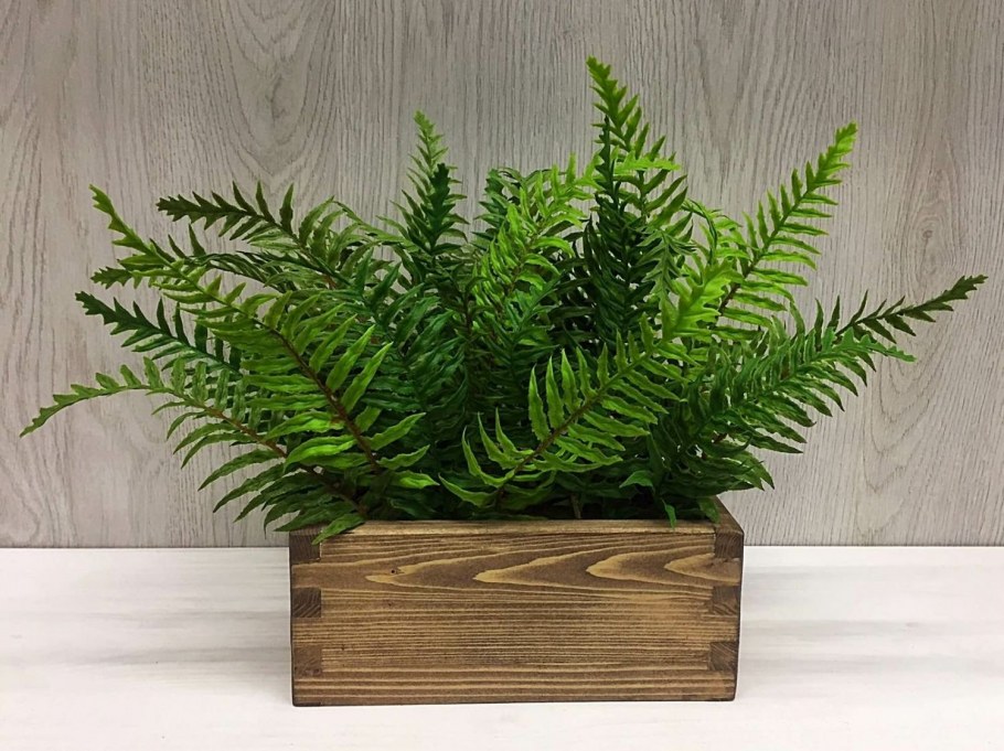 Афреско папоротник