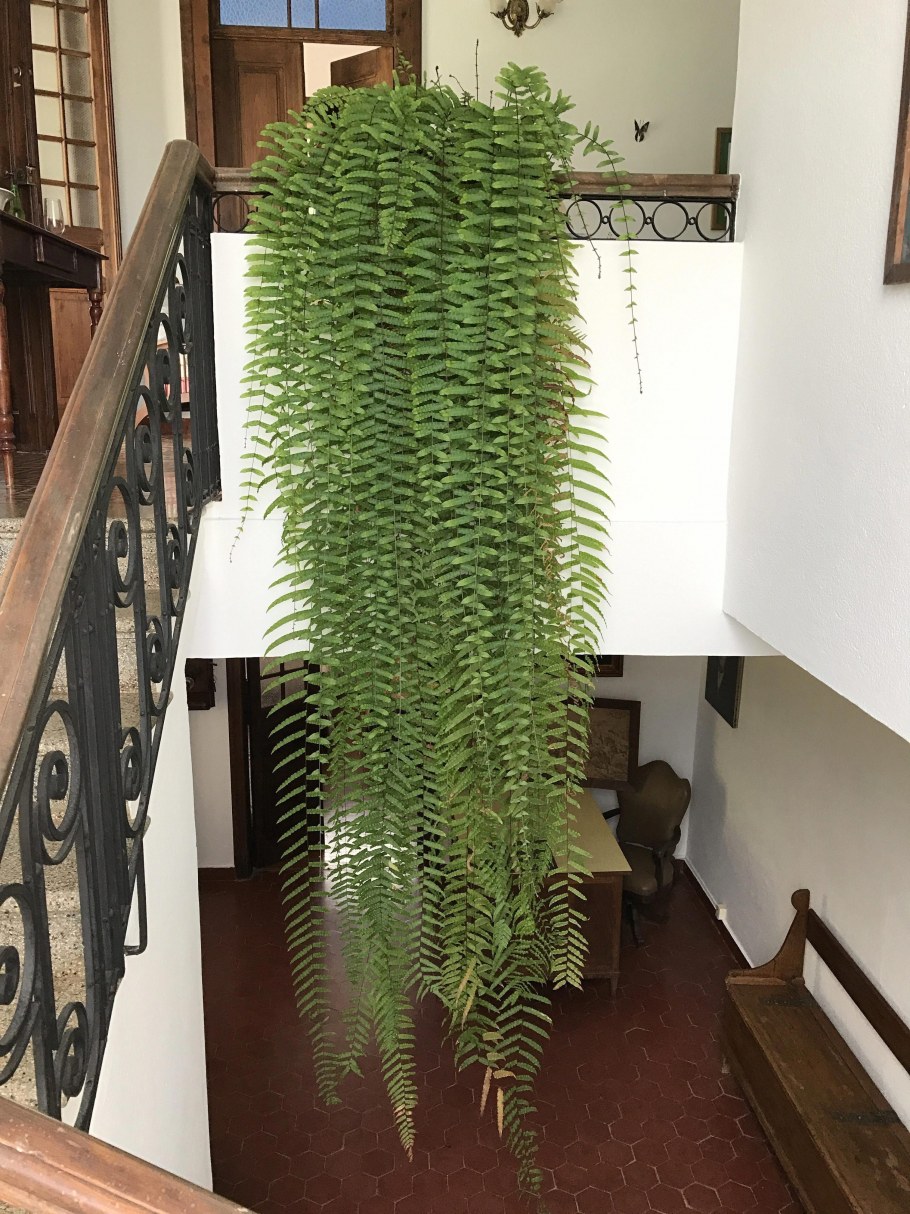 Нефролепис Витале