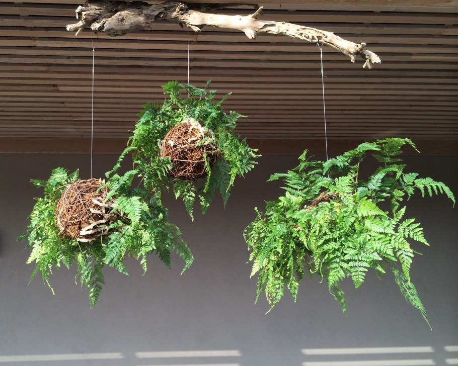 Водные папоротники