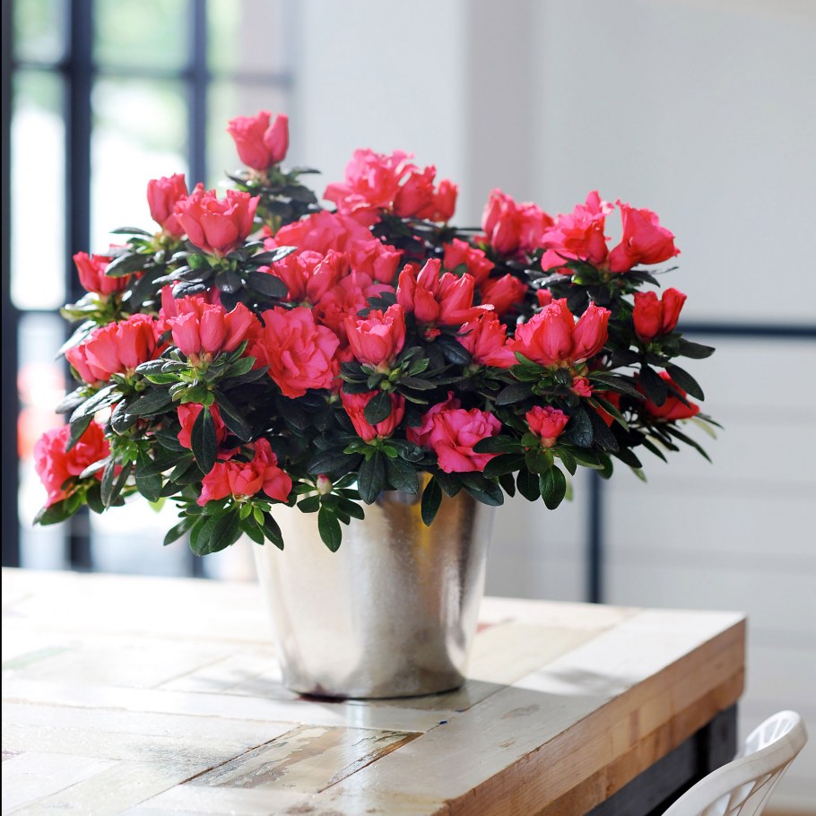 Азалия мелколистная комнатная