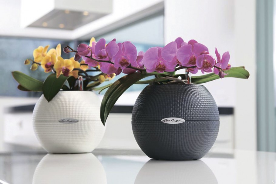 Лечуза Пуро колор