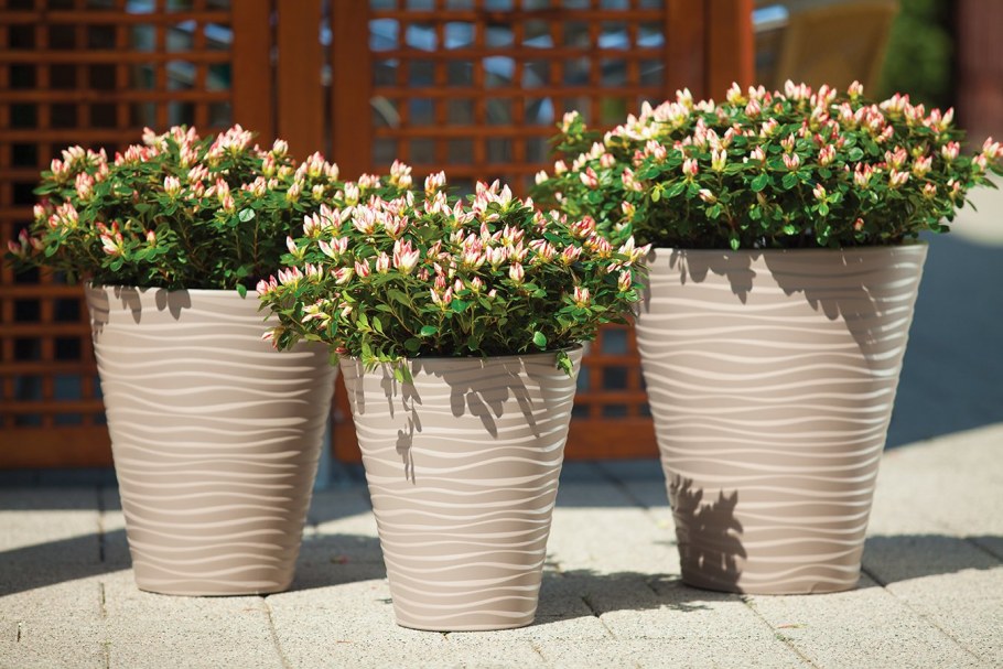 Эуфорбия мюленбекия