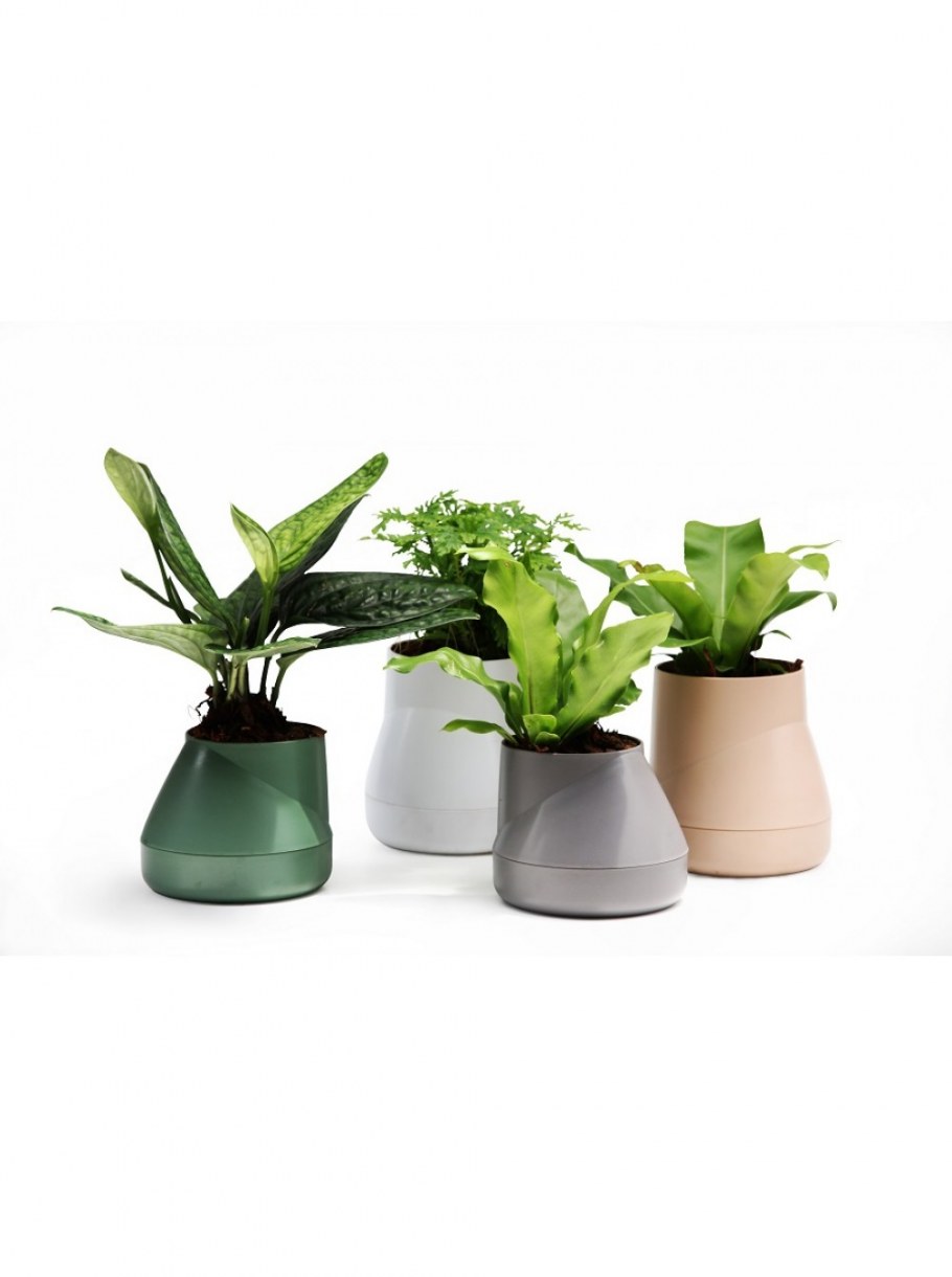 Цветы в горшках