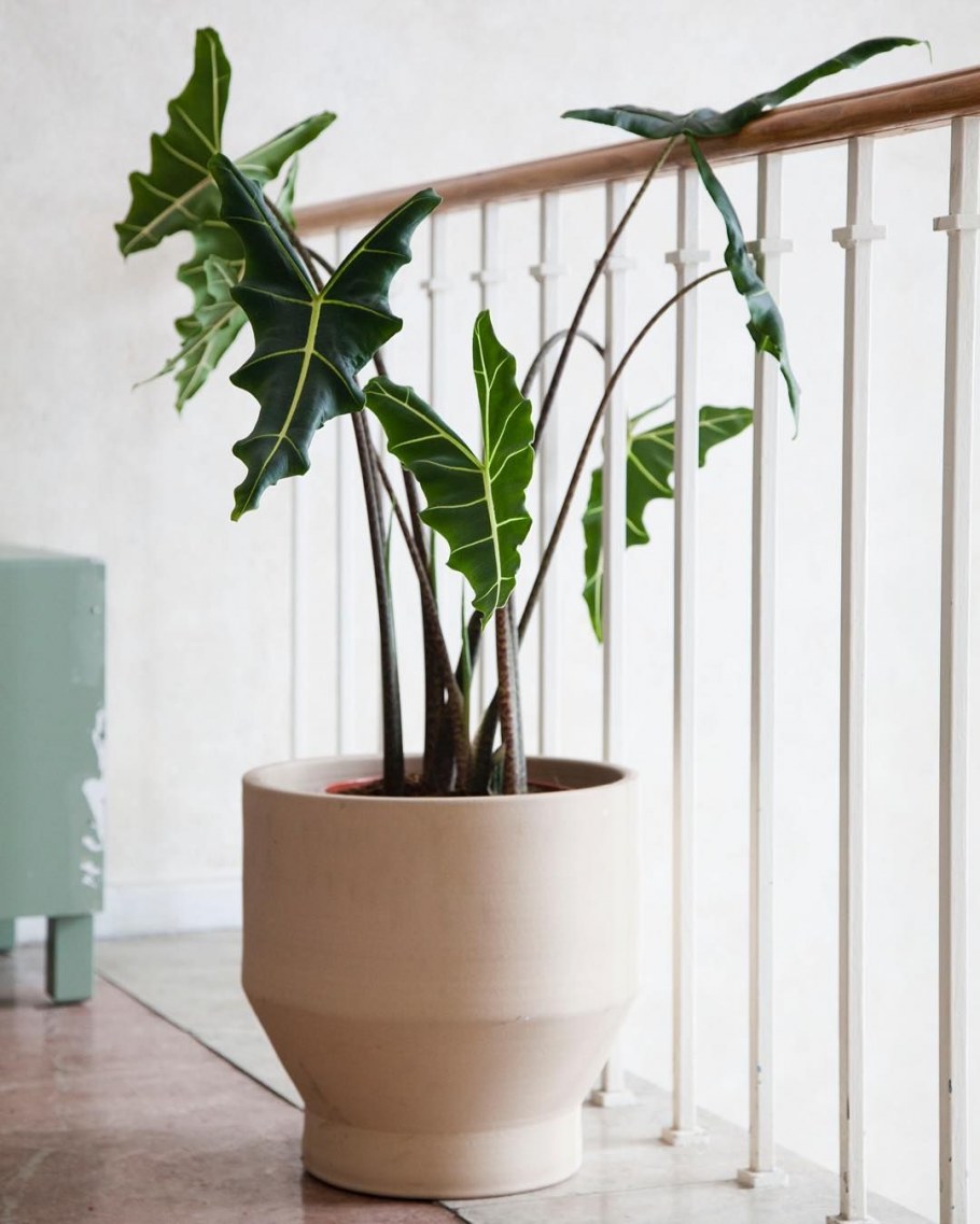 Alocasia Zebrina