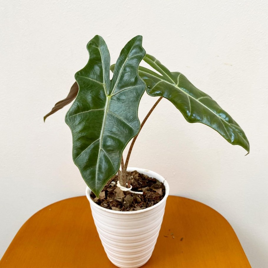 Alocasia macrorrhiza 'Stingray
