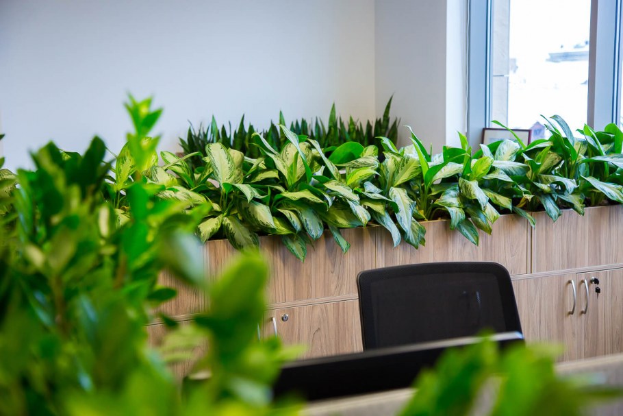 Зелень в офисе