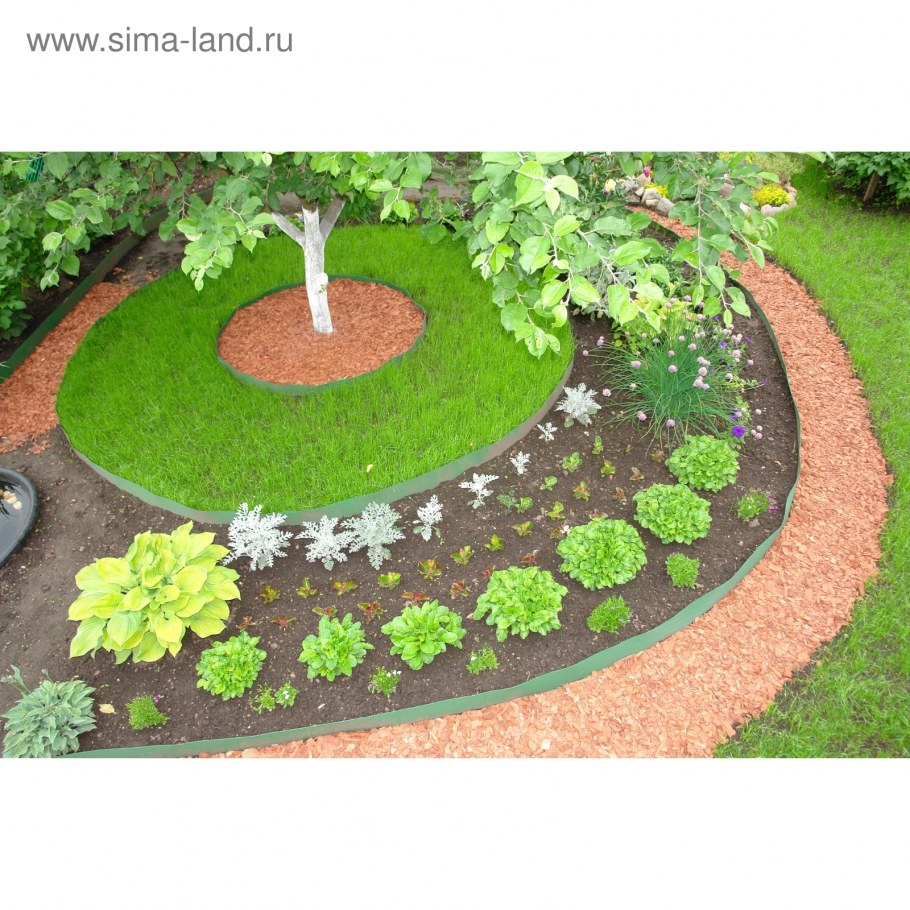 Туи в бордюрной ленте