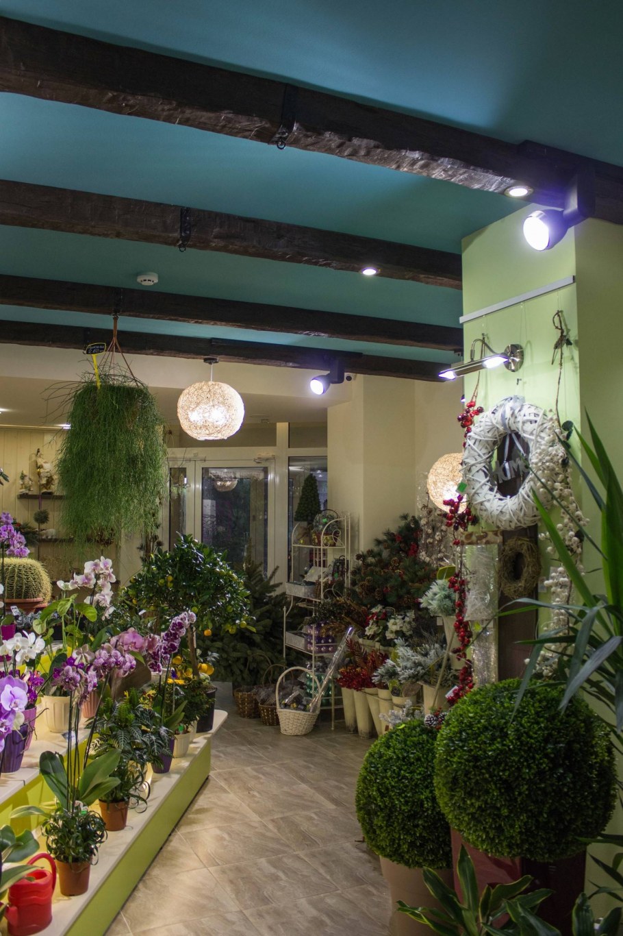 Мадера цветок комнатный