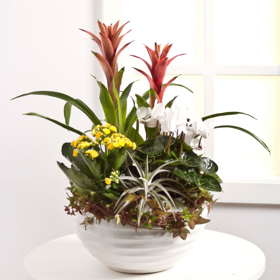 Плант микс цветок