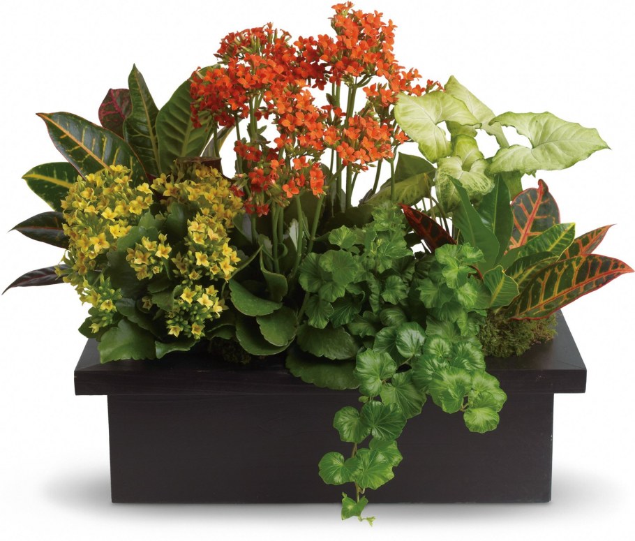 Орхидея Плант микс