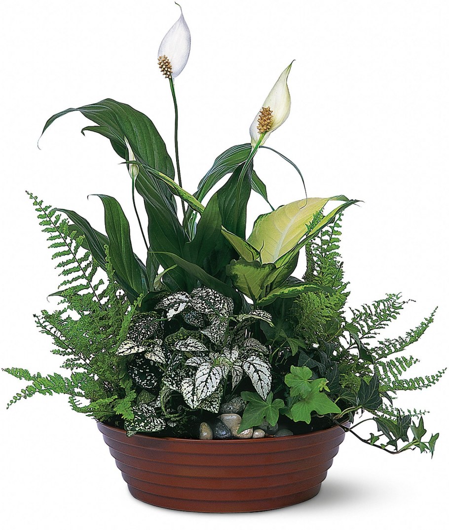Папоротник и спатифиллум