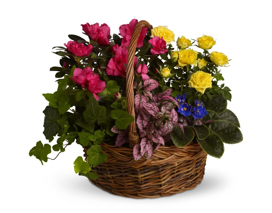 Корзина с горшечными цветами